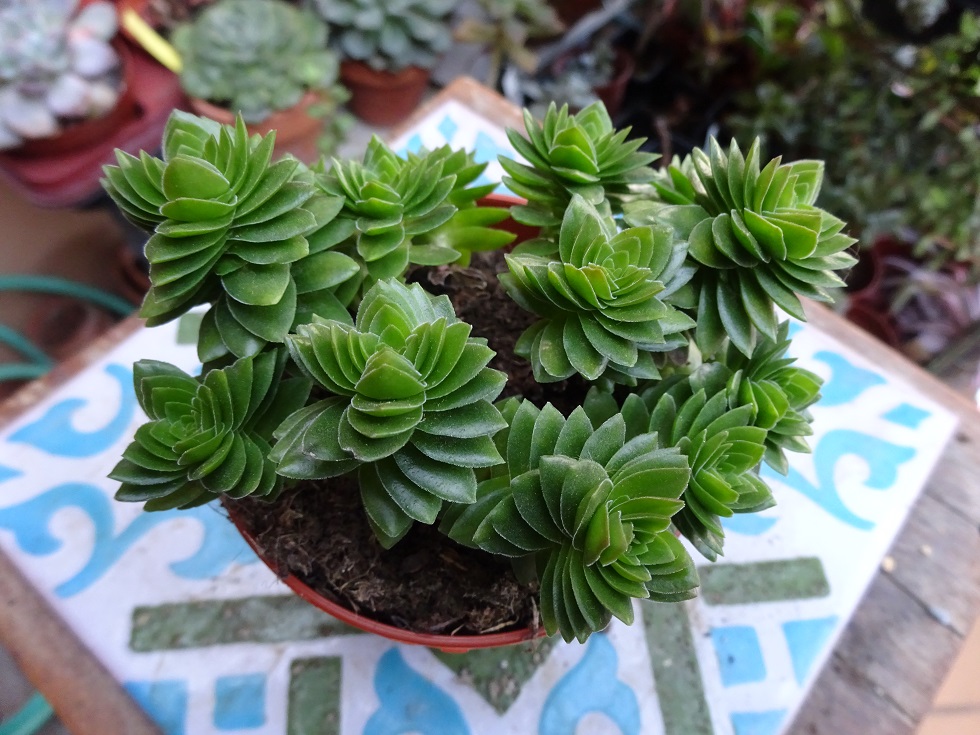 Crassula Estagnol 9.JPG