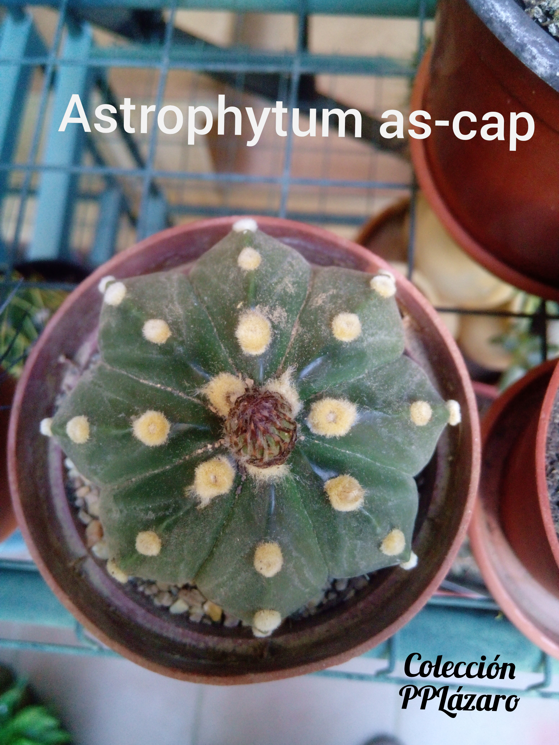 Astrophytum as-cap2 20180729.jpg