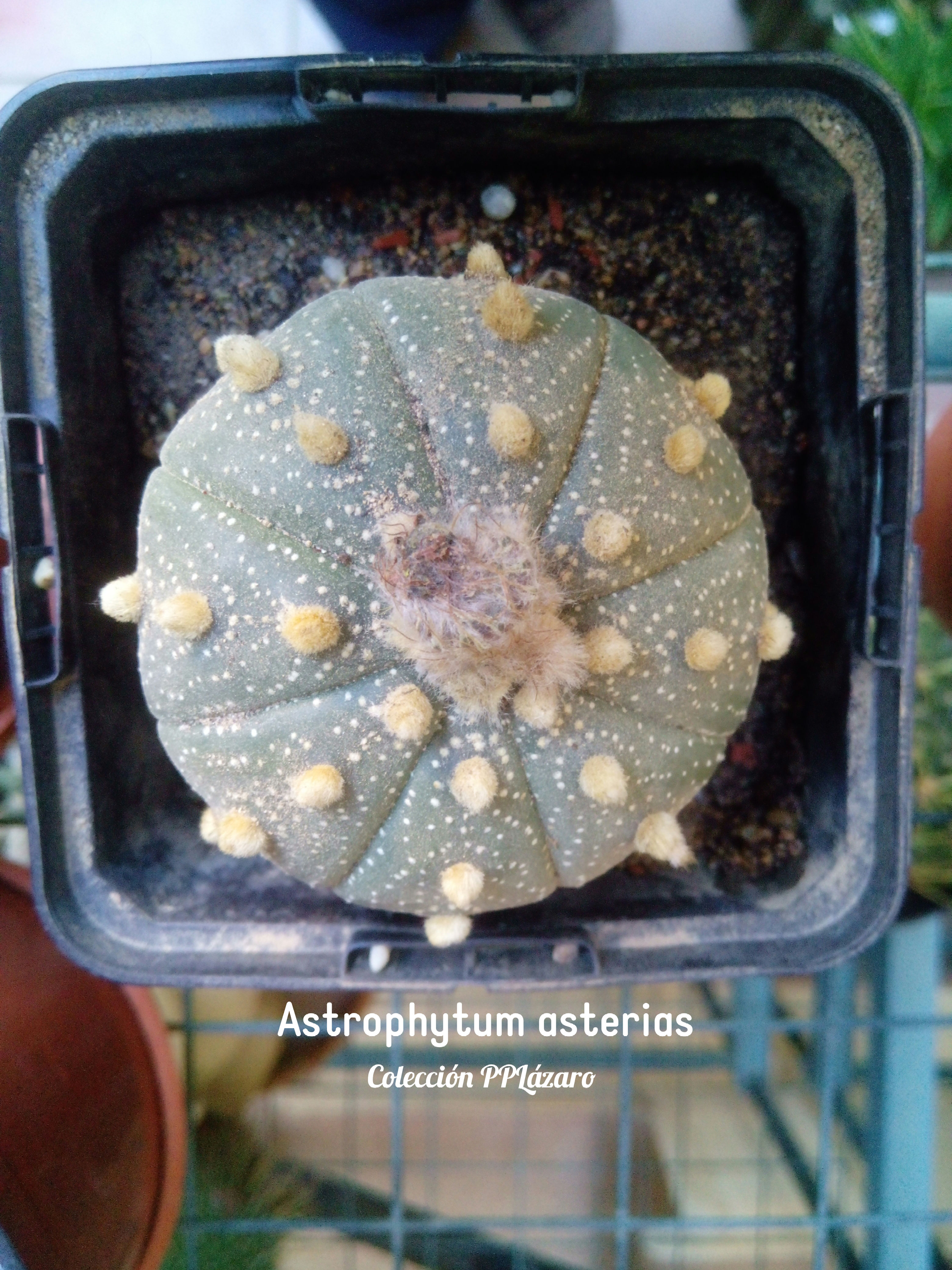 Astrophytum asterias 2 20180724.jpg
