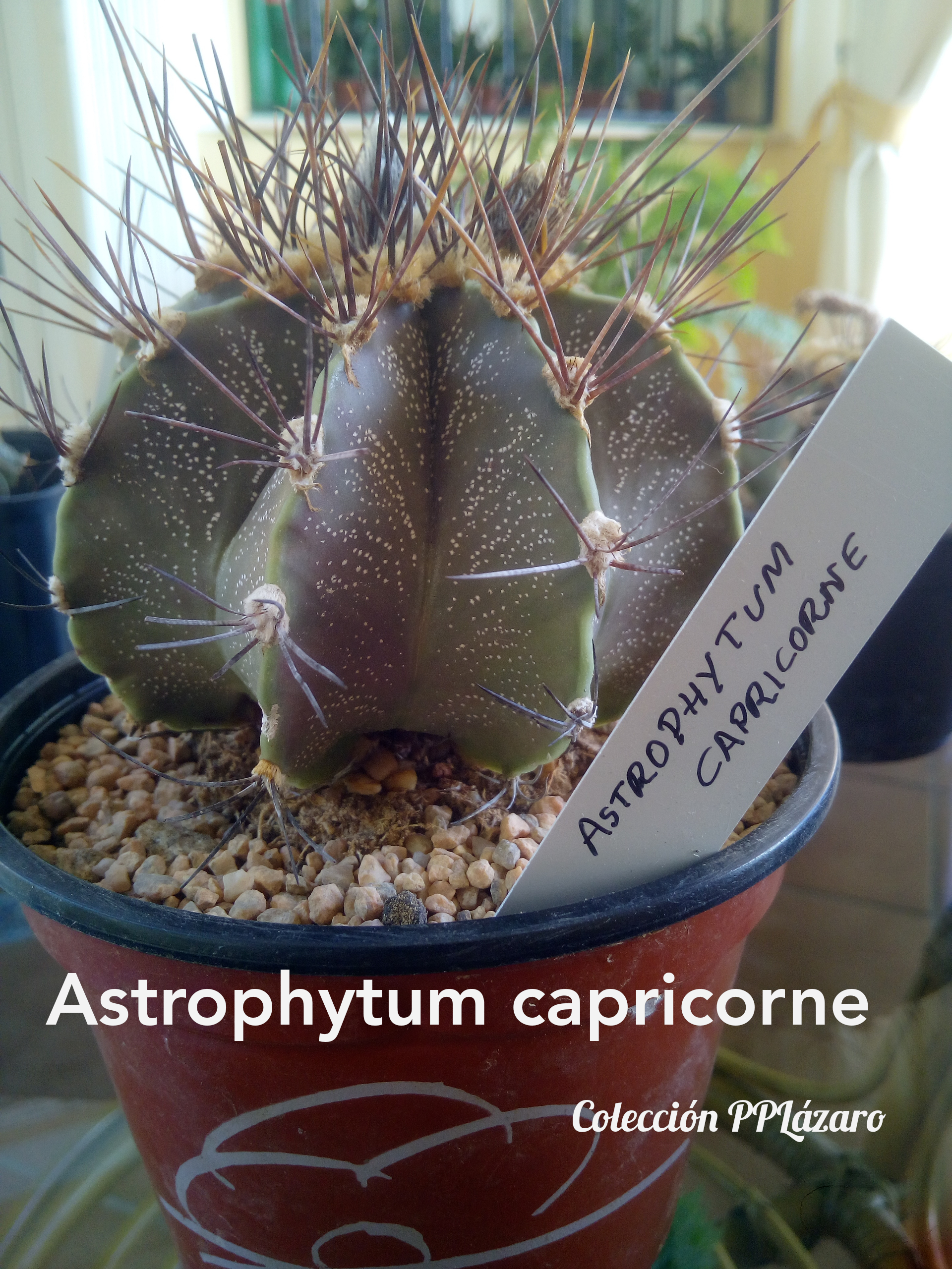 Astrophytum capricorne 20180729.jpg