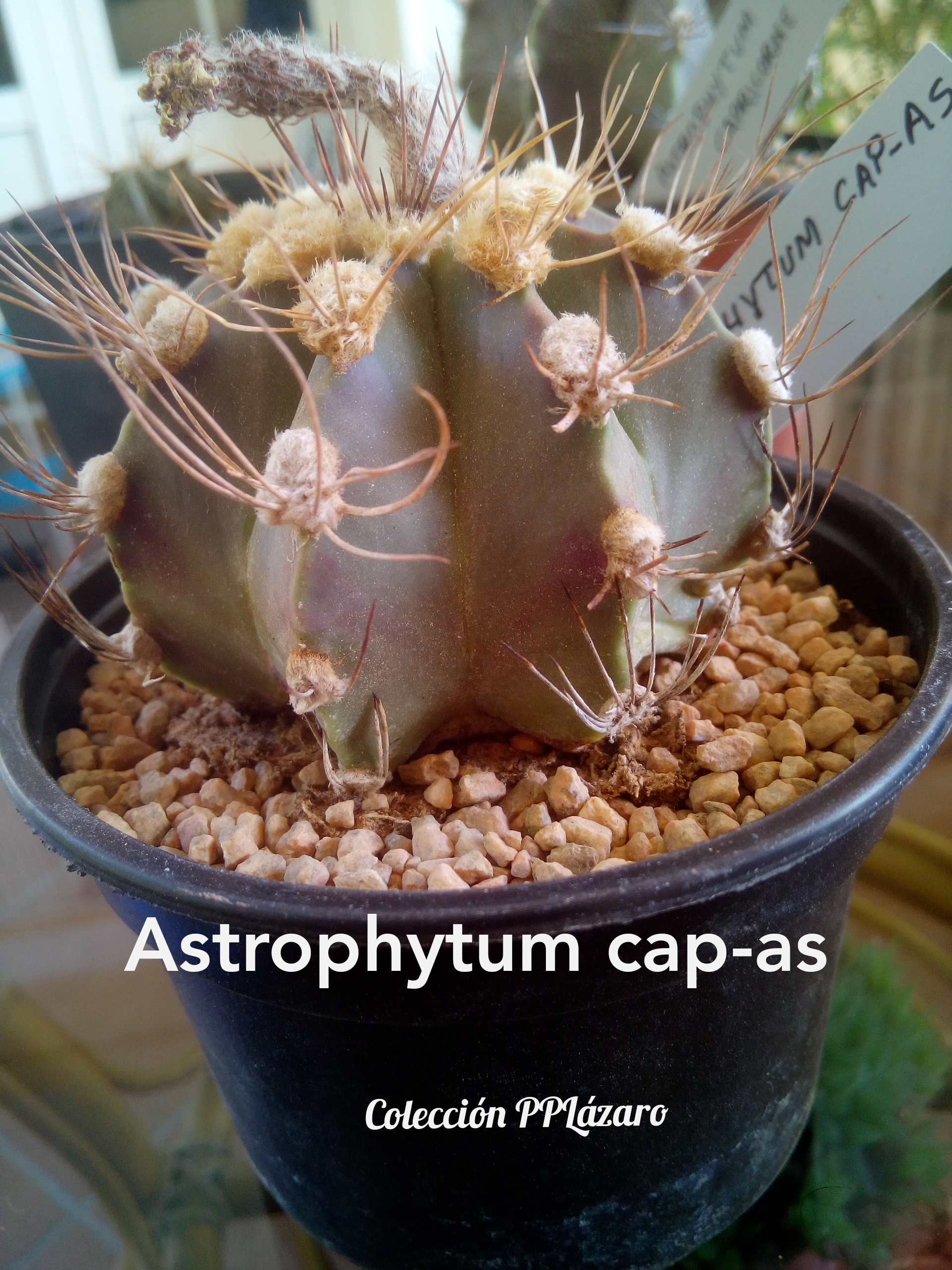 Astrophytum cap-as2 20180729.jpg