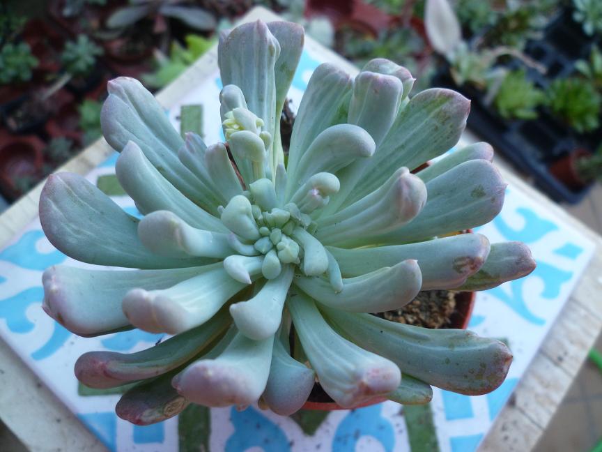 x Pachyveria scheideckeri 'Albocarinata'.JPG