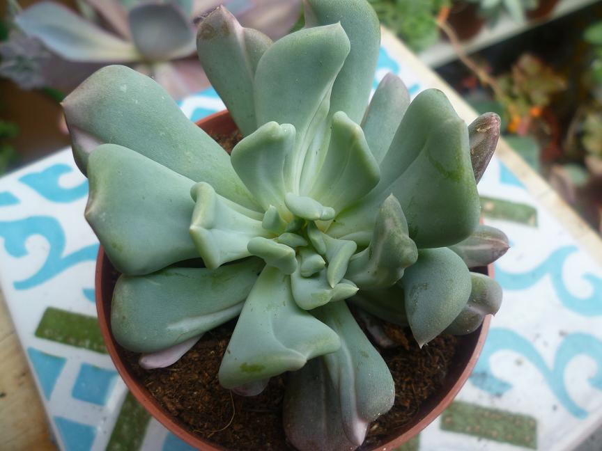 Pachyveria scheideckeri 'Albocarinata' ..JPG