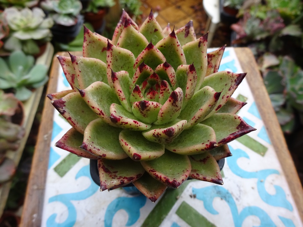 Echeveria agavoides 'Ebony' x cuspidata var zaragozae.JPG