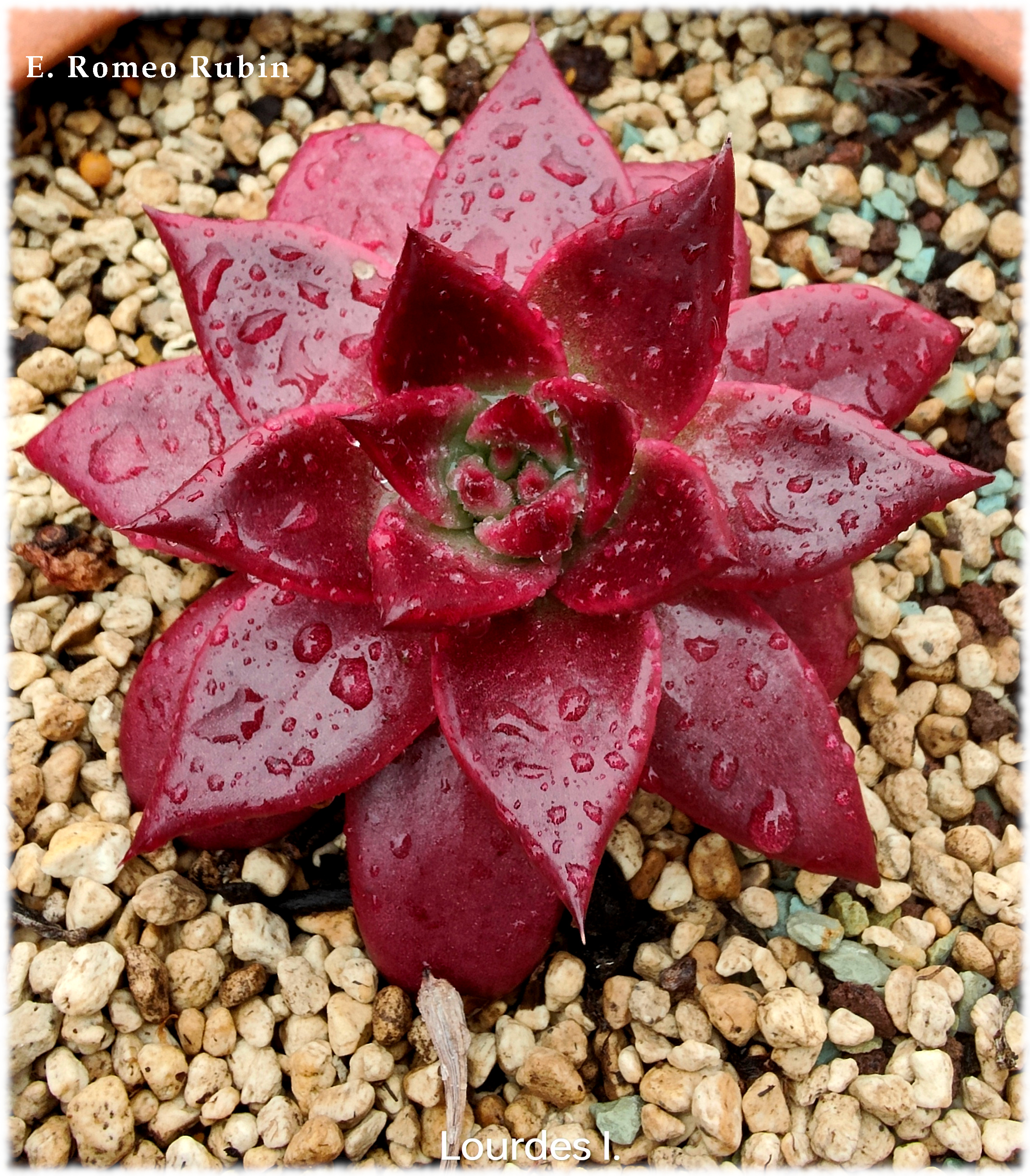 Hoy<br />Echeveria Romeo Rubin