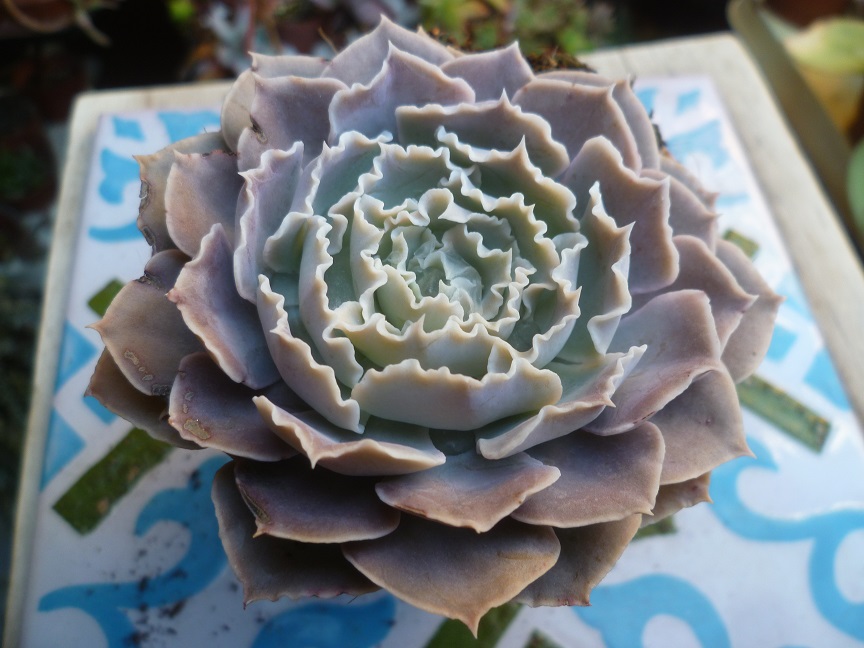 Echeveria shaviana 'Peregrina'.JPG