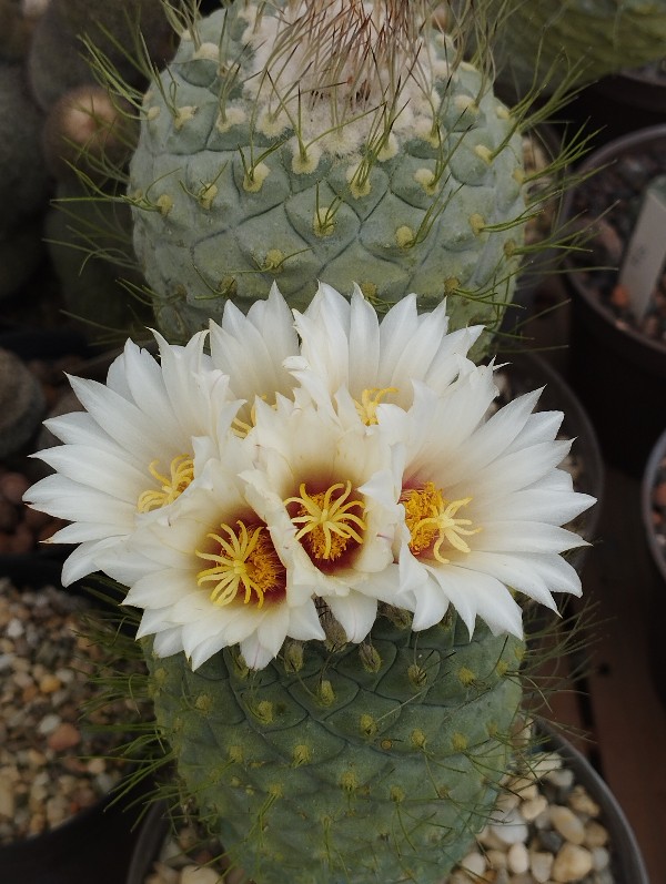 Strombocactus disciformis