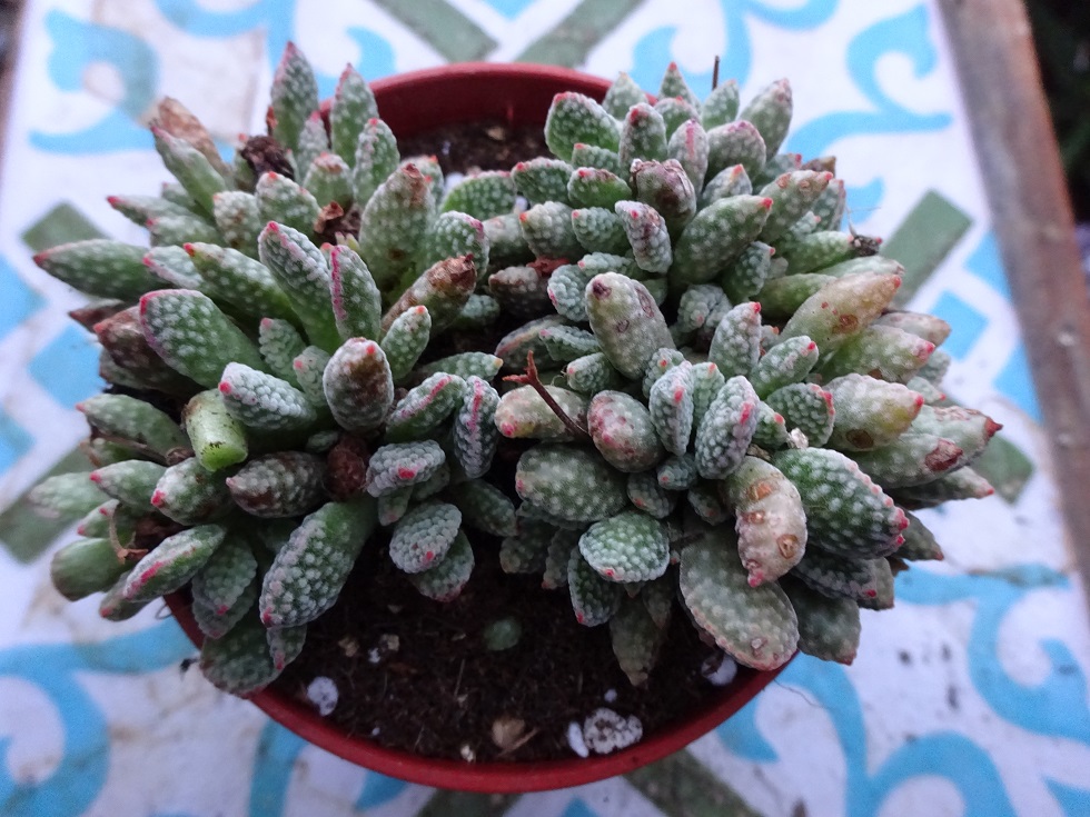 crassula ausensis ssp. titanopsis 8.JPG