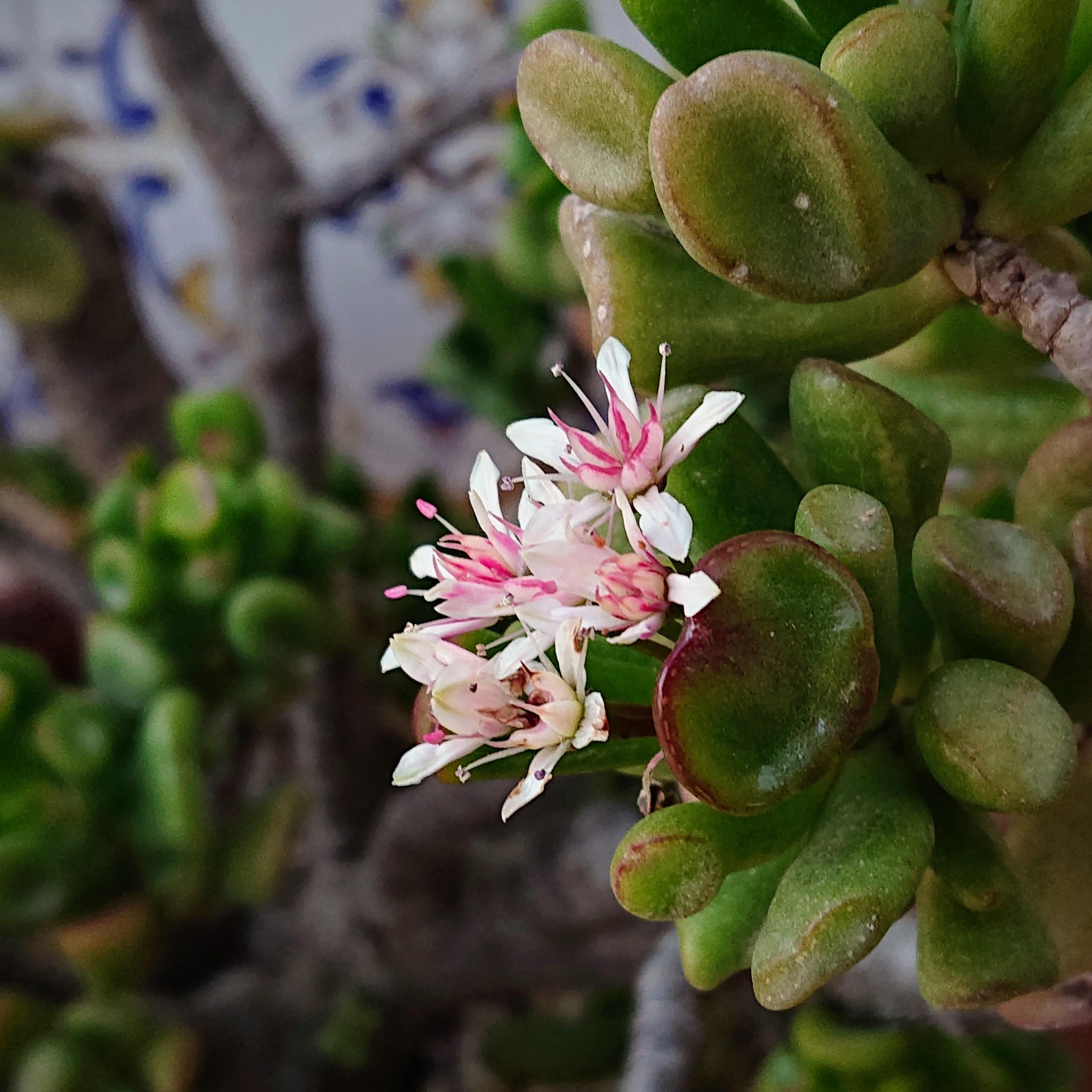 Crassula cv. Hobbit