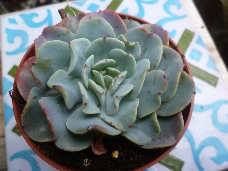 Echeveria Swirl.JPG