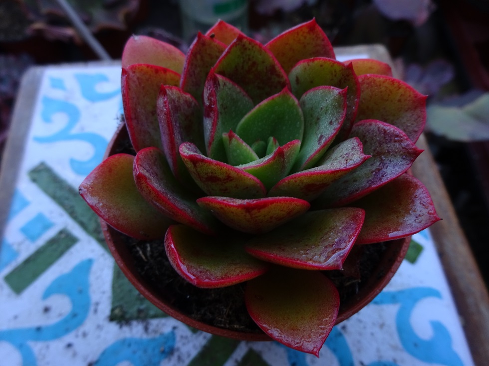 Echeveria Salsa Verde  (E. longissima x E. canaliculata.JPG