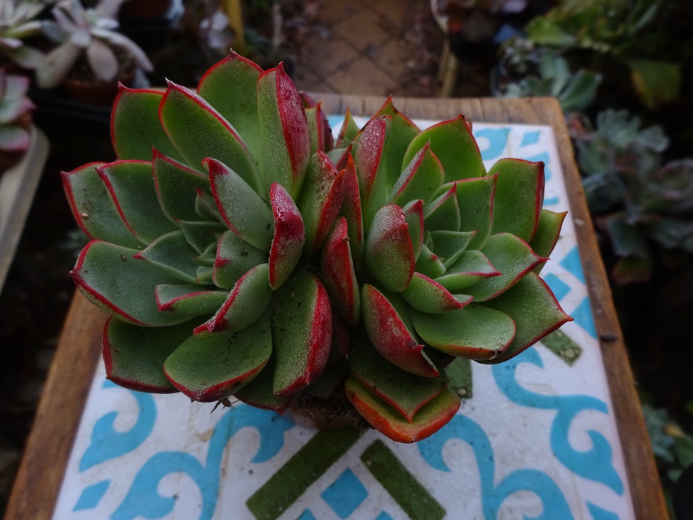 Echeveria longuissima.JPG