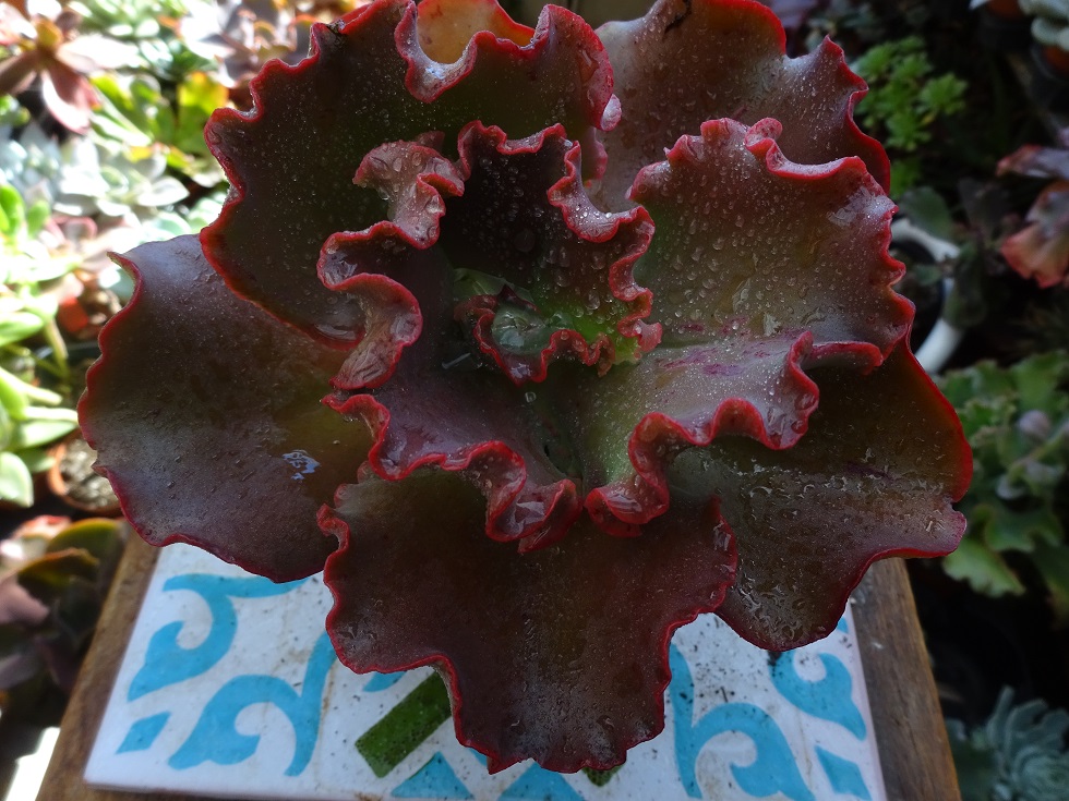 Echeveria Valentine.JPG