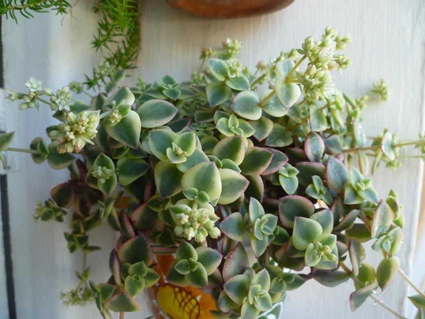 Crassula pellucida marginalis.JPG