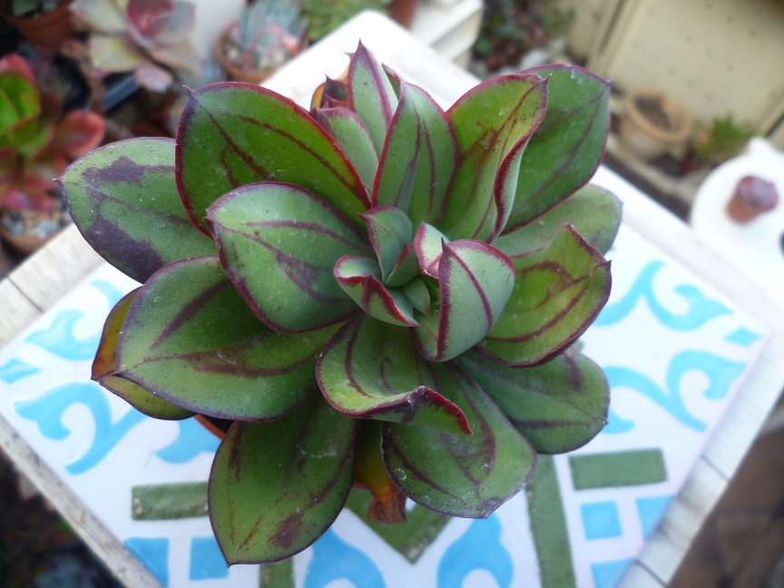 Echeveria nodulosa 'Nicolas Bravo'.JPG