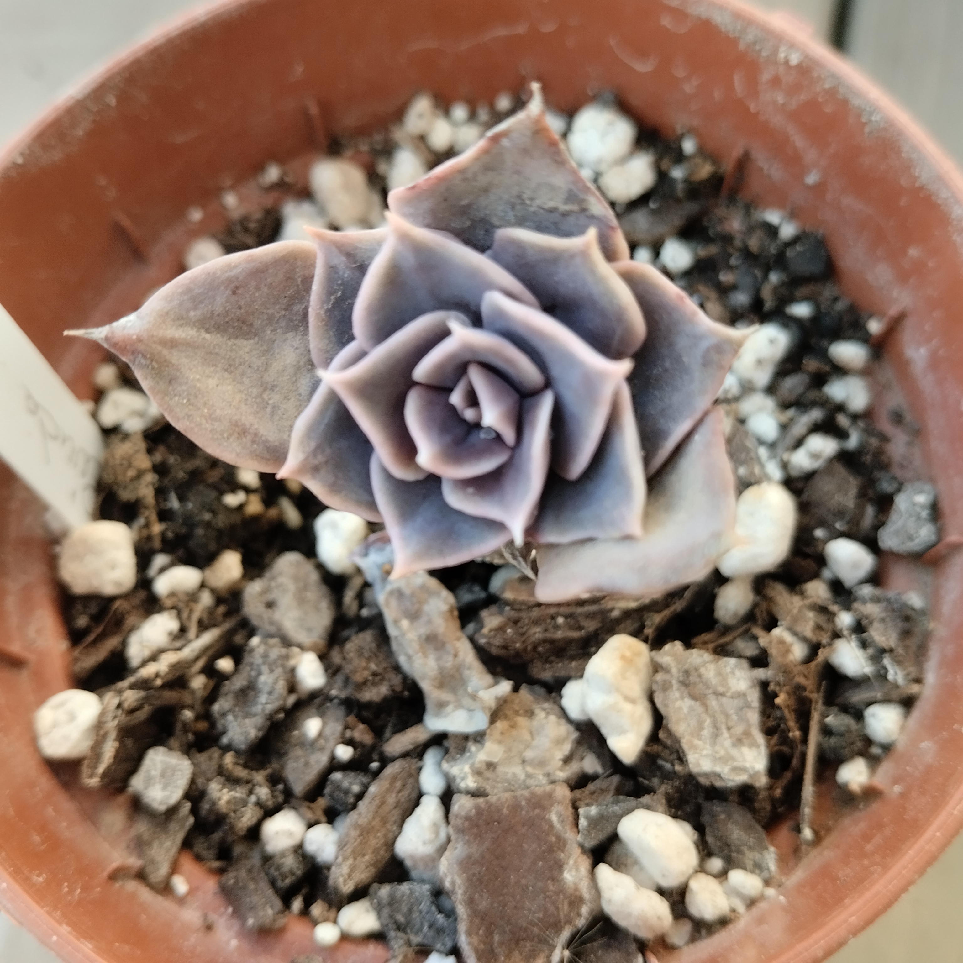 Echeveria linda Jeans