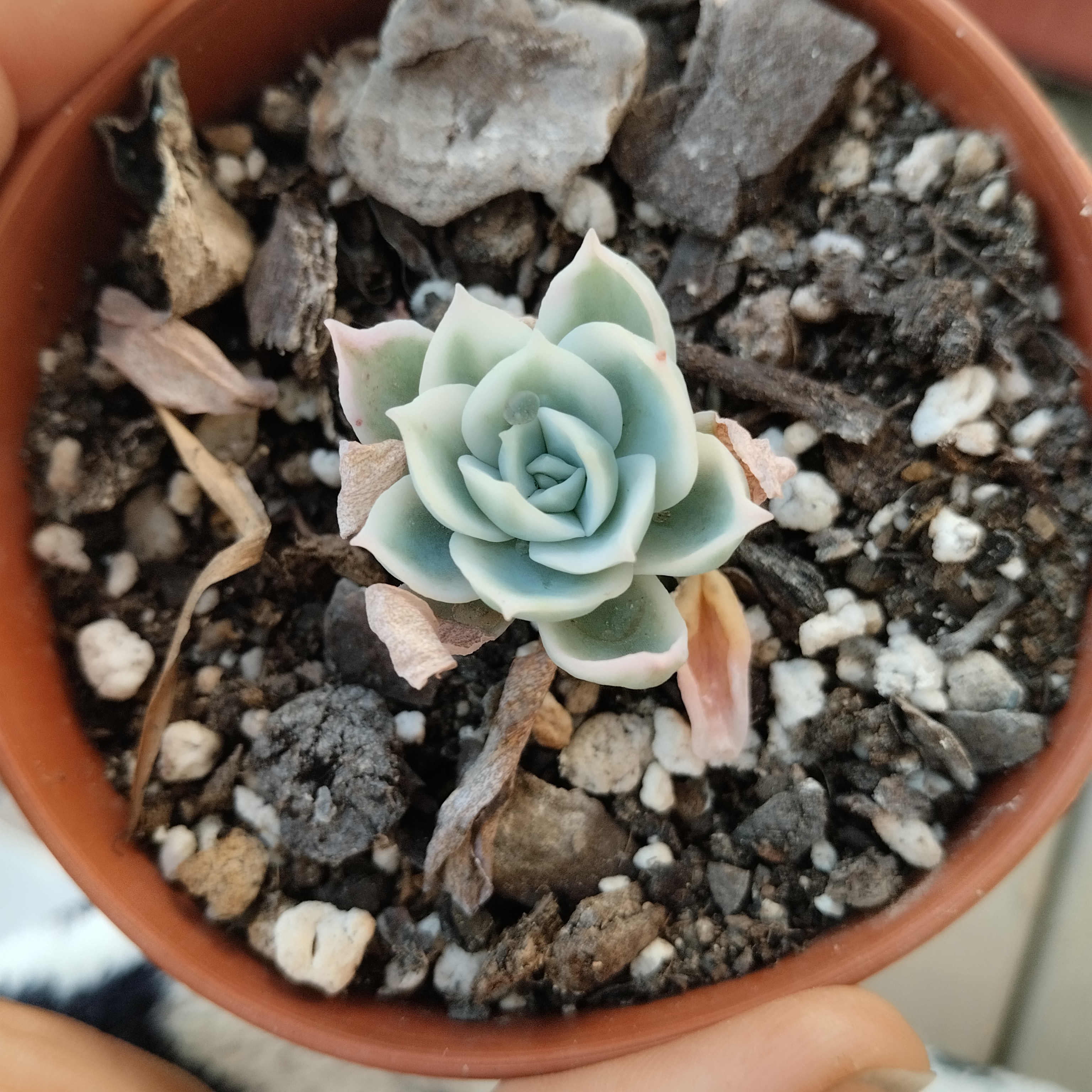 Creo que una echeveria lemon rose variegada