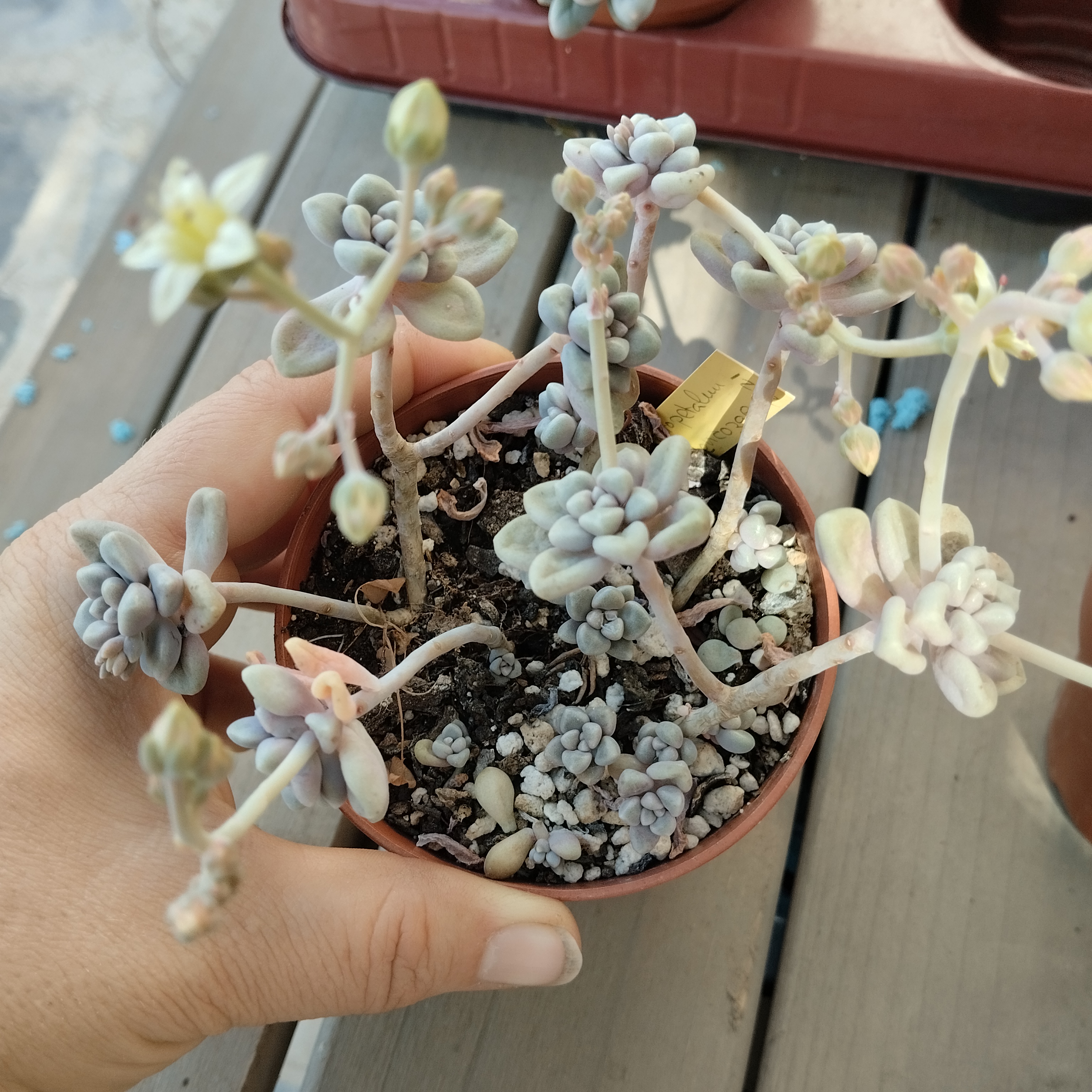 Graptosedum Mendoza