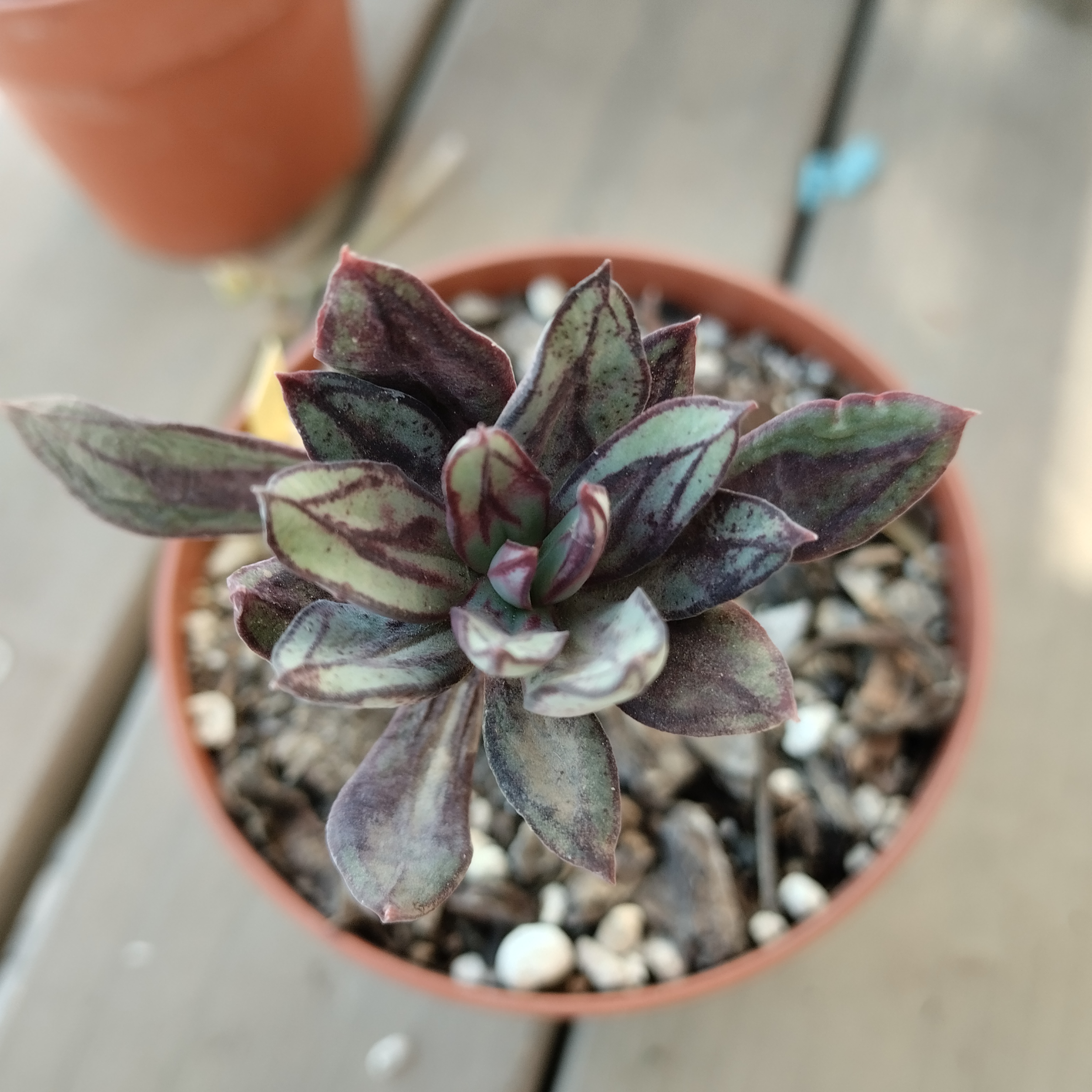 Echeveria nudulosa