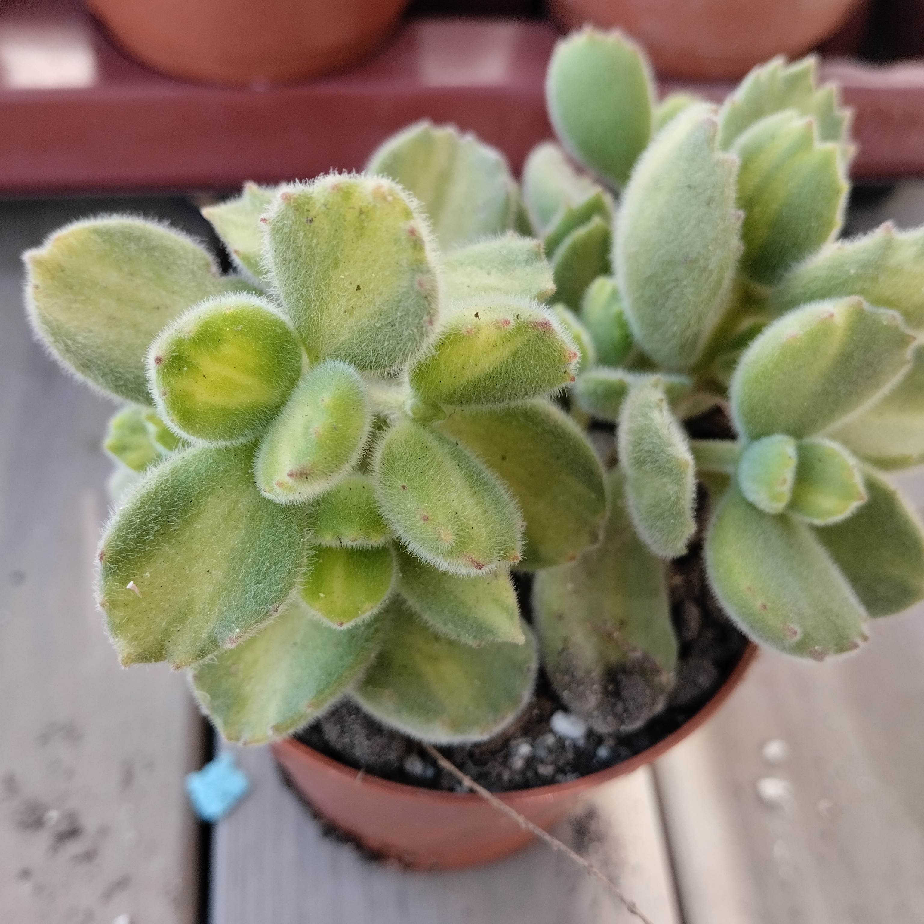 cotyledon tomentosa