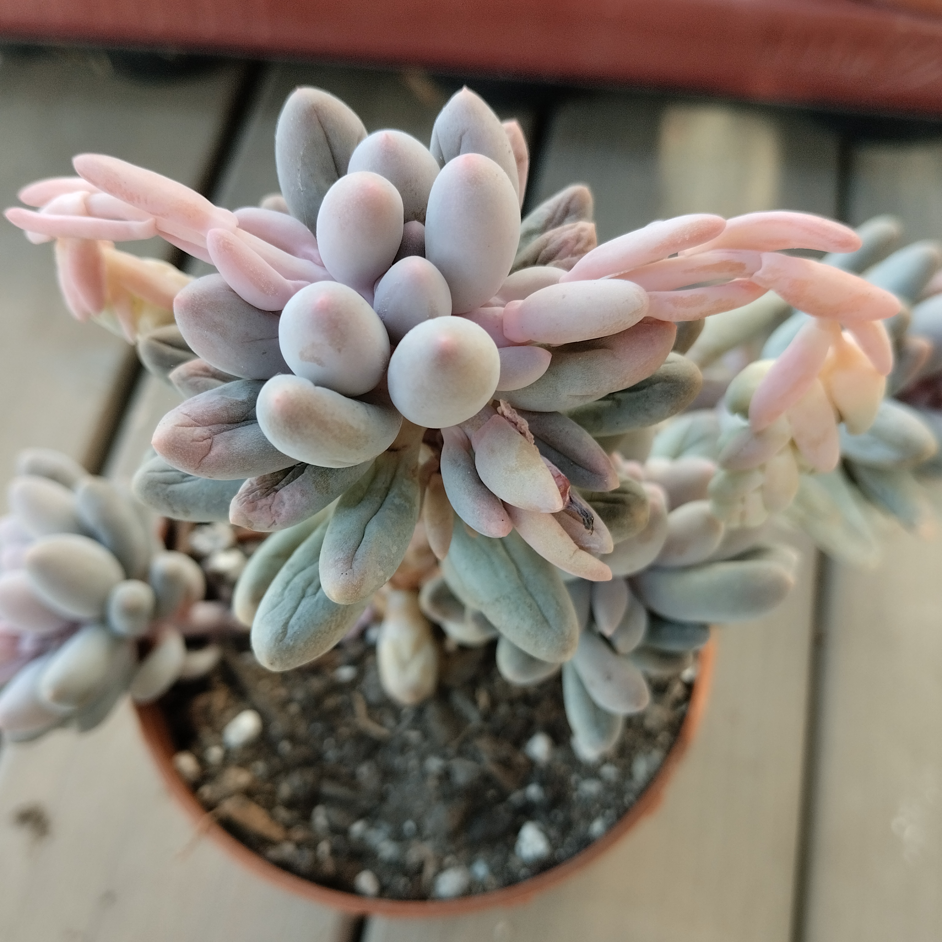 Pachyphytum machucae