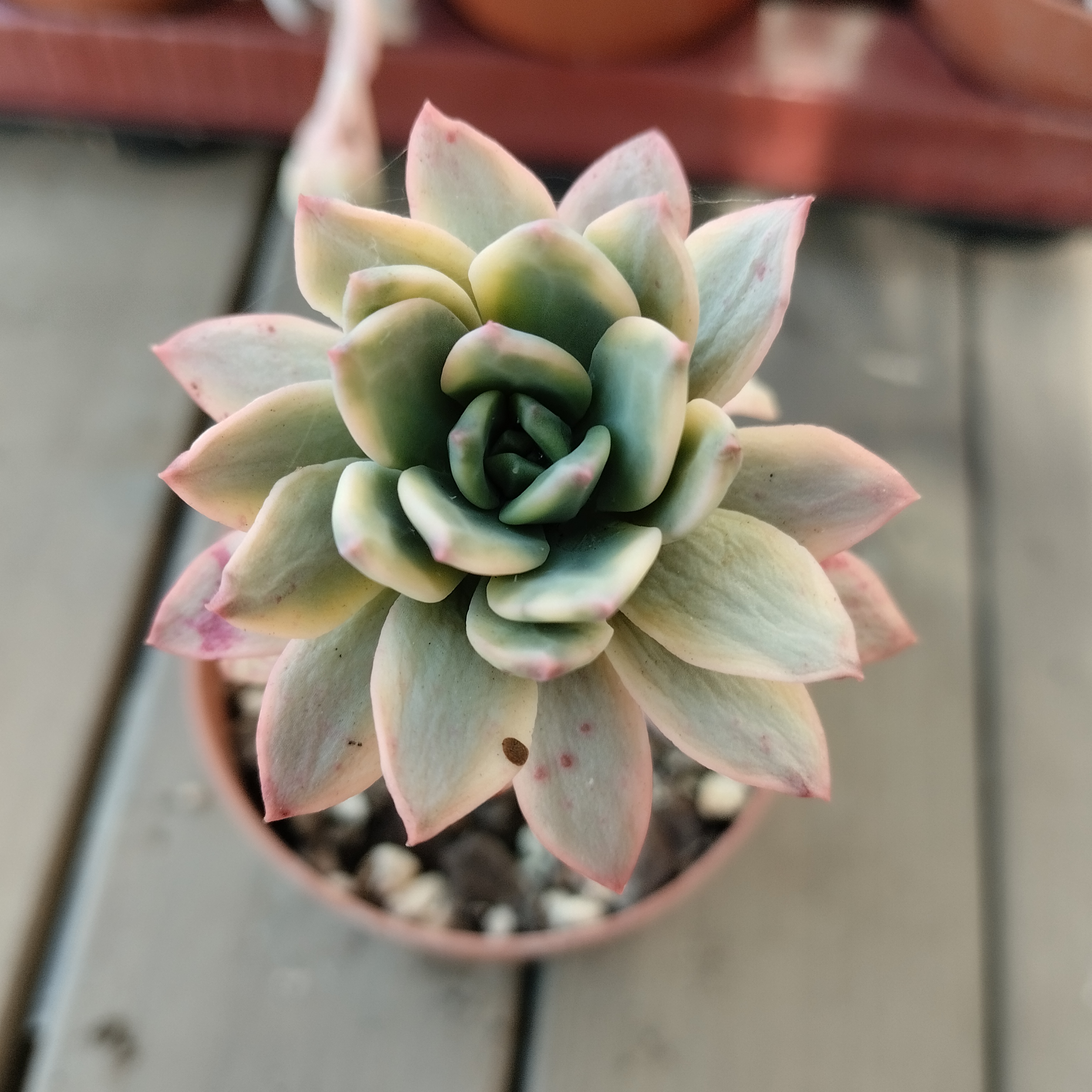 Echeveria minibelle variegada