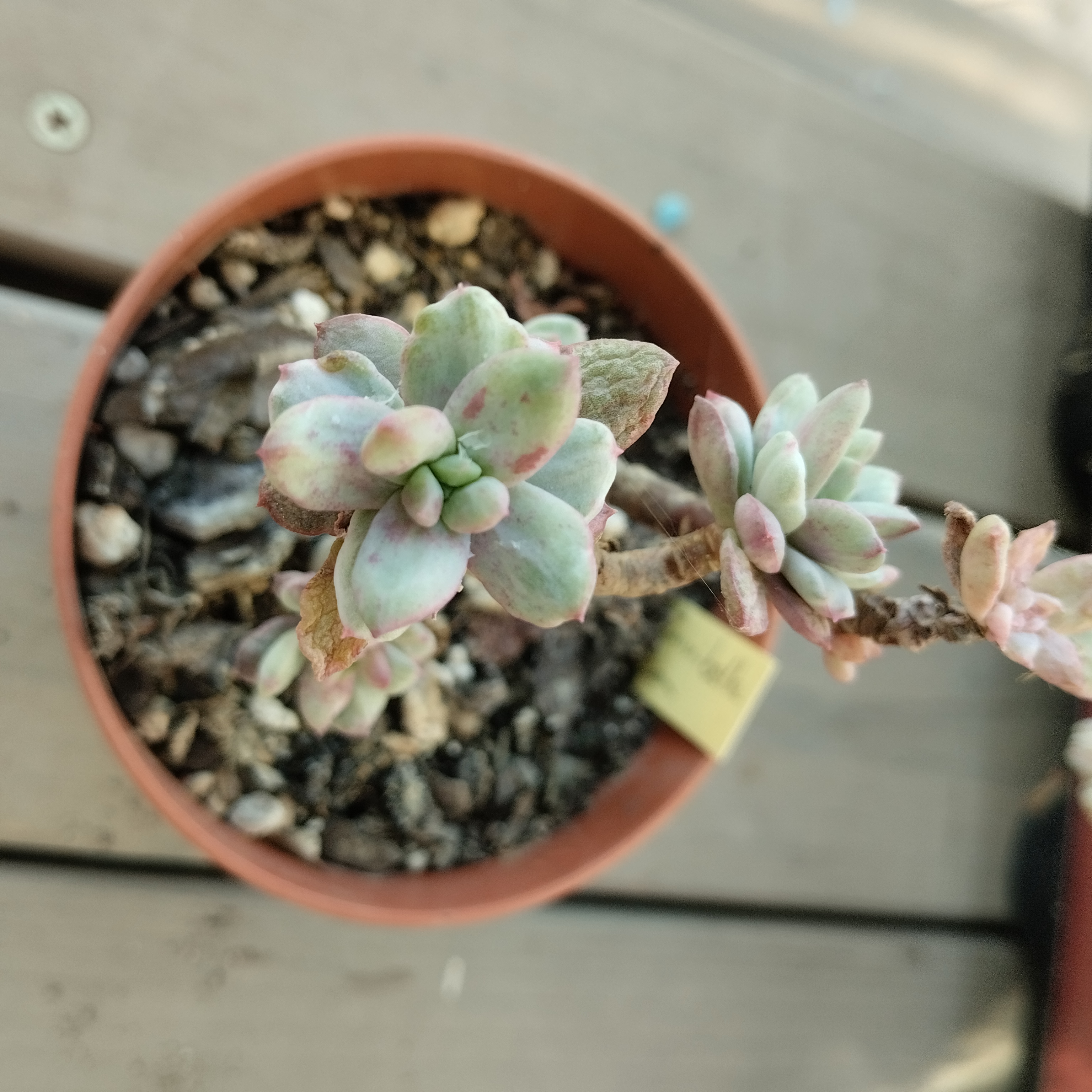 Echeveria minibelle monstruosa