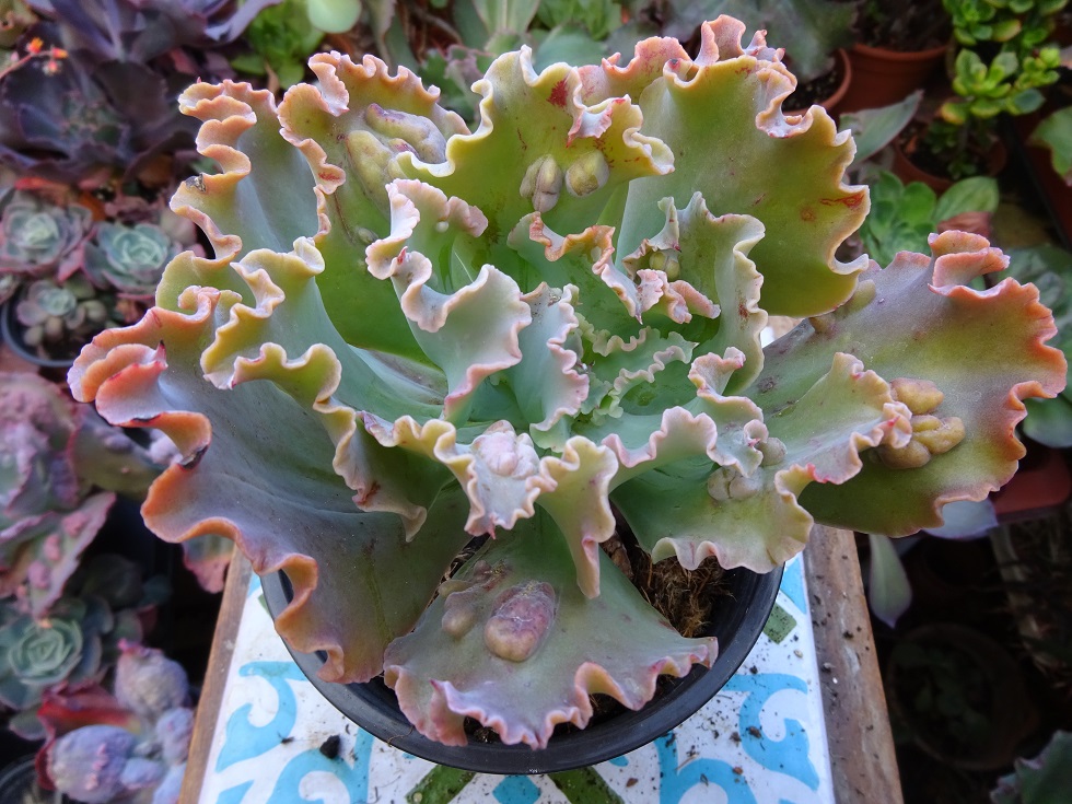 Echeveria Arlequin.JPG