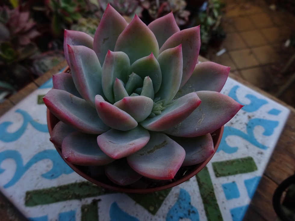 Echeveria  laui  x Gilva.JPG