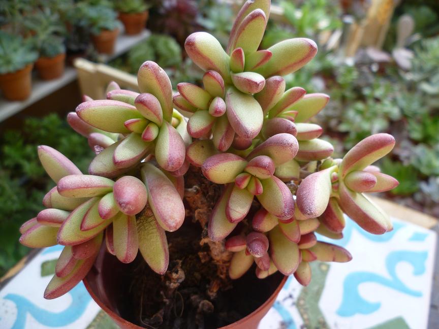 Crassula nudicaulis var herrei.JPG