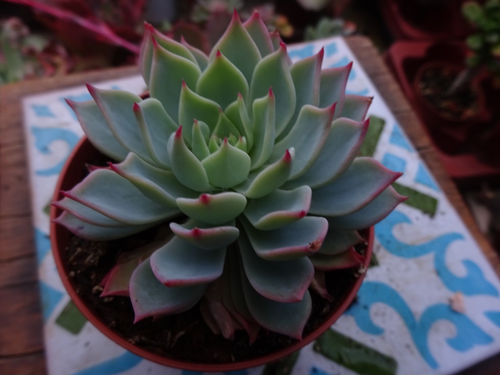 Echeveria Kirov ..JPG