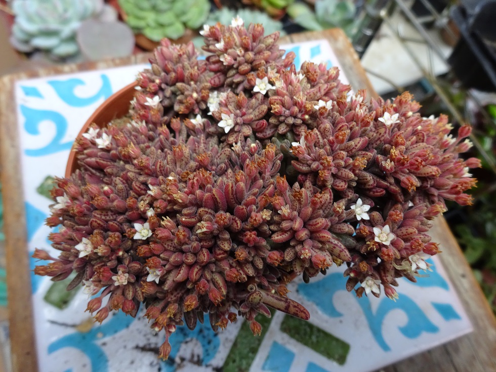 Crassula humbertii.JPG