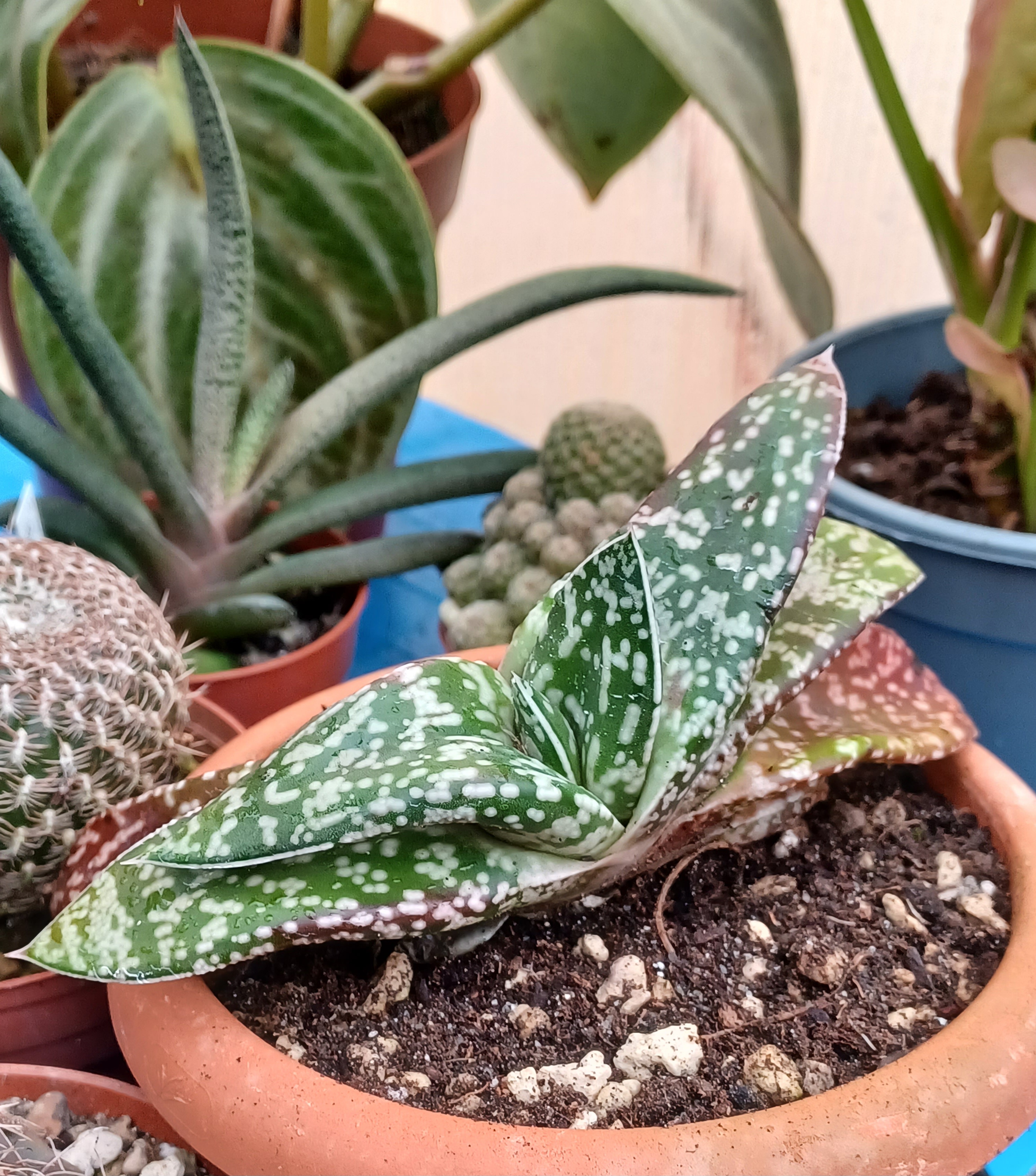 Gasteria FH43 X FH22, promete ser un bellezón.