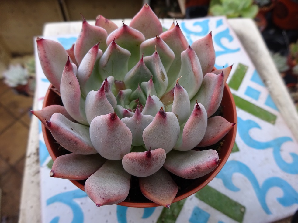 Echeveria Hercules x cuspidata var. zaragozae 9.JPG