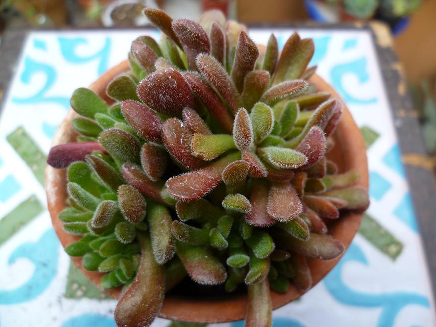 crassula pubescens.JPG