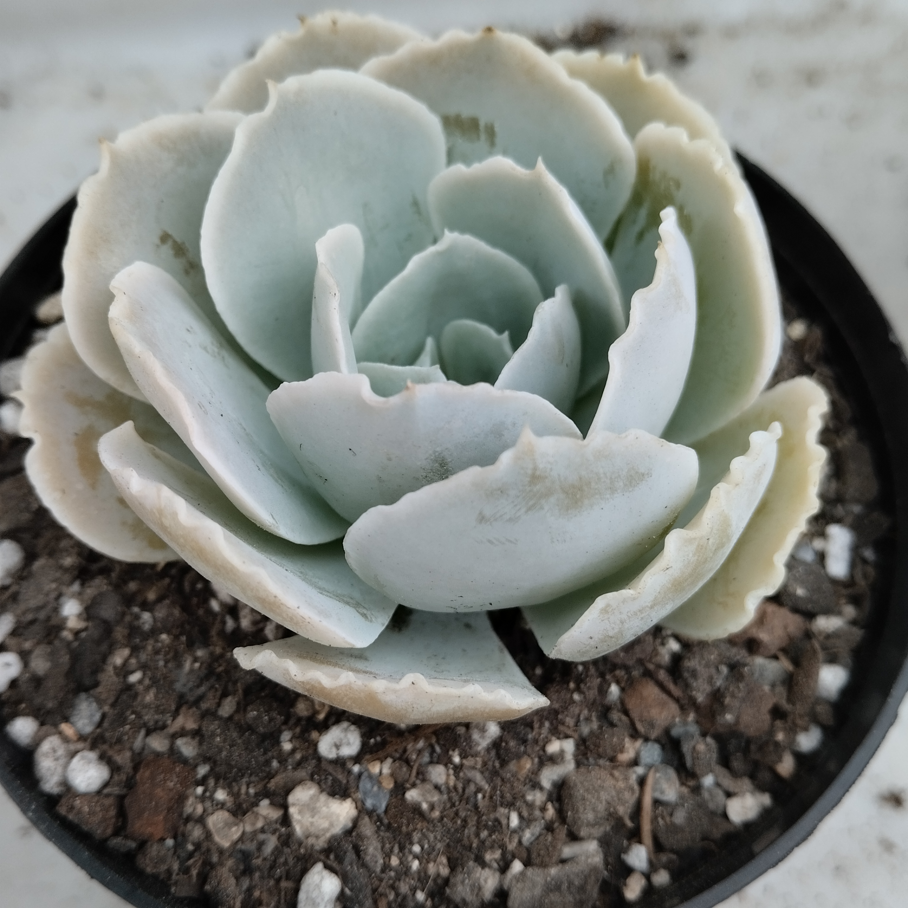 Creo que es una Echeveria runyonii San Carlos