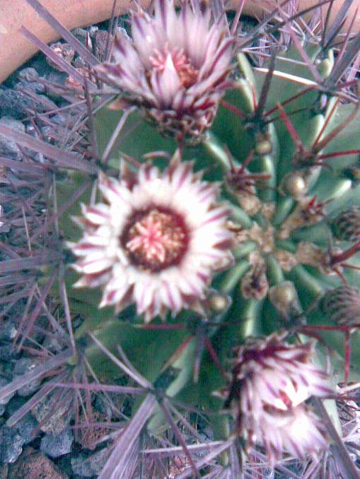 Fero recurbus flor 1.jpg
