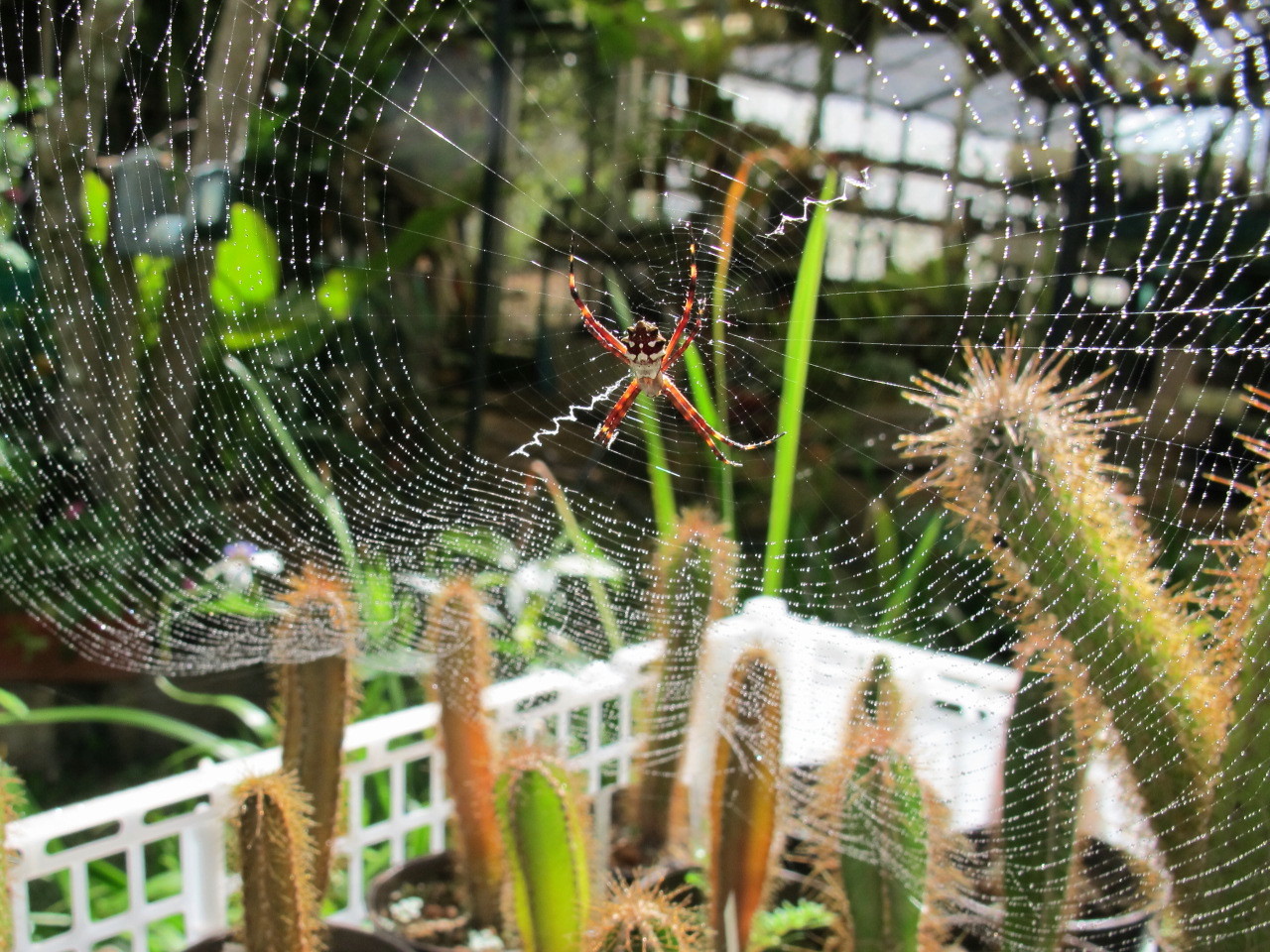araña (14).JPG