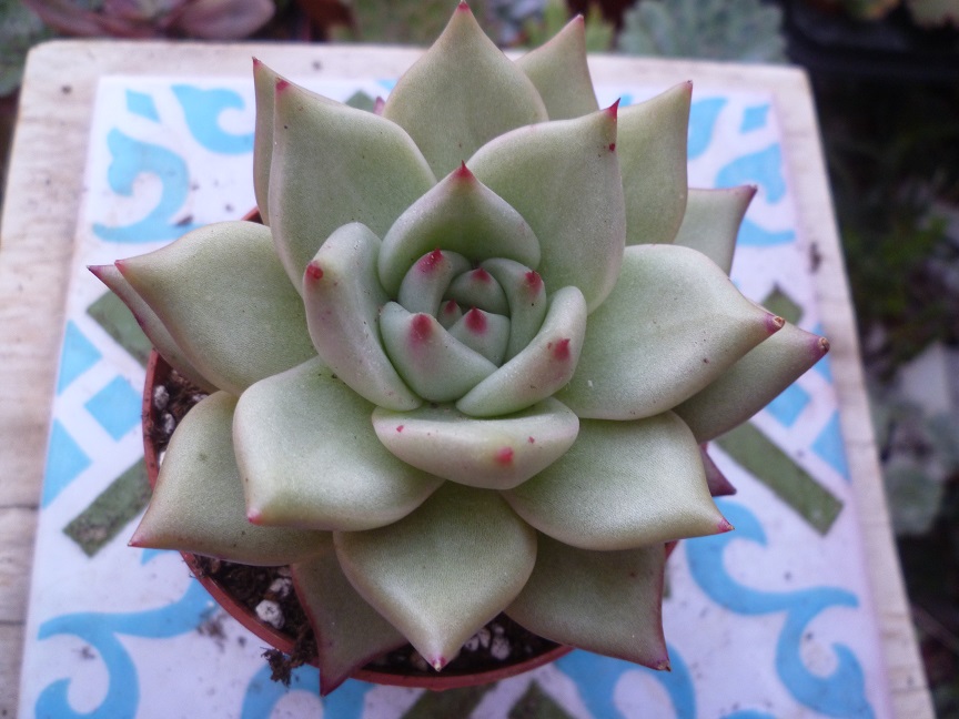 Echeveria agavoides Sirius.JPG