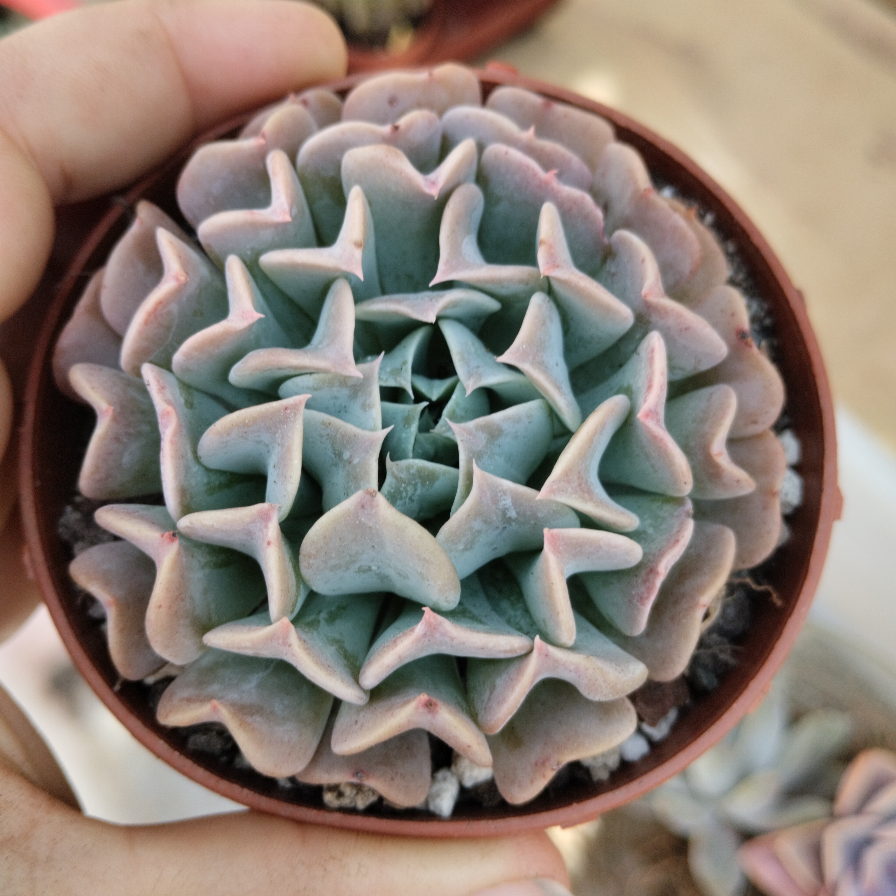 echeveria pinwheel revolution