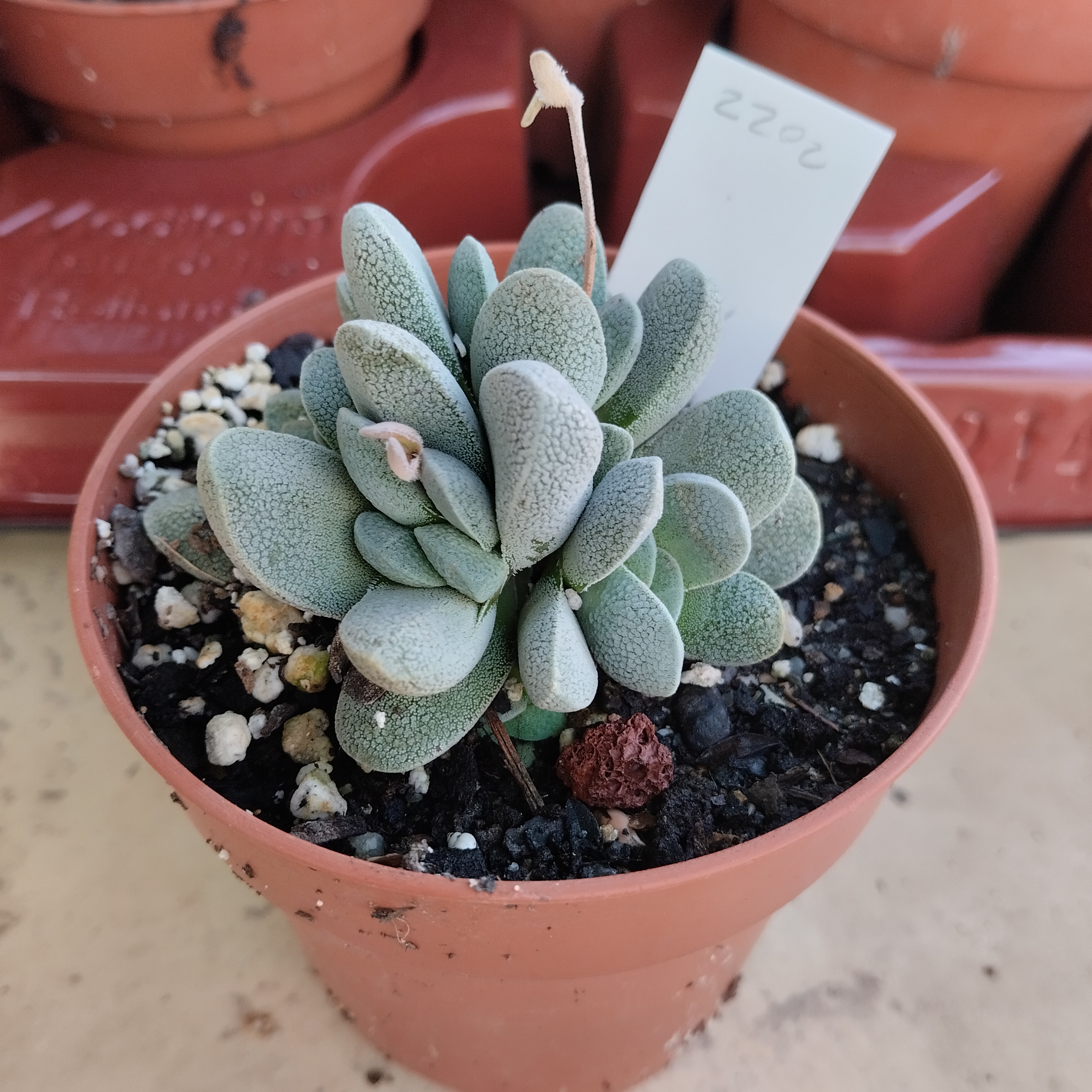 Crassula tecta