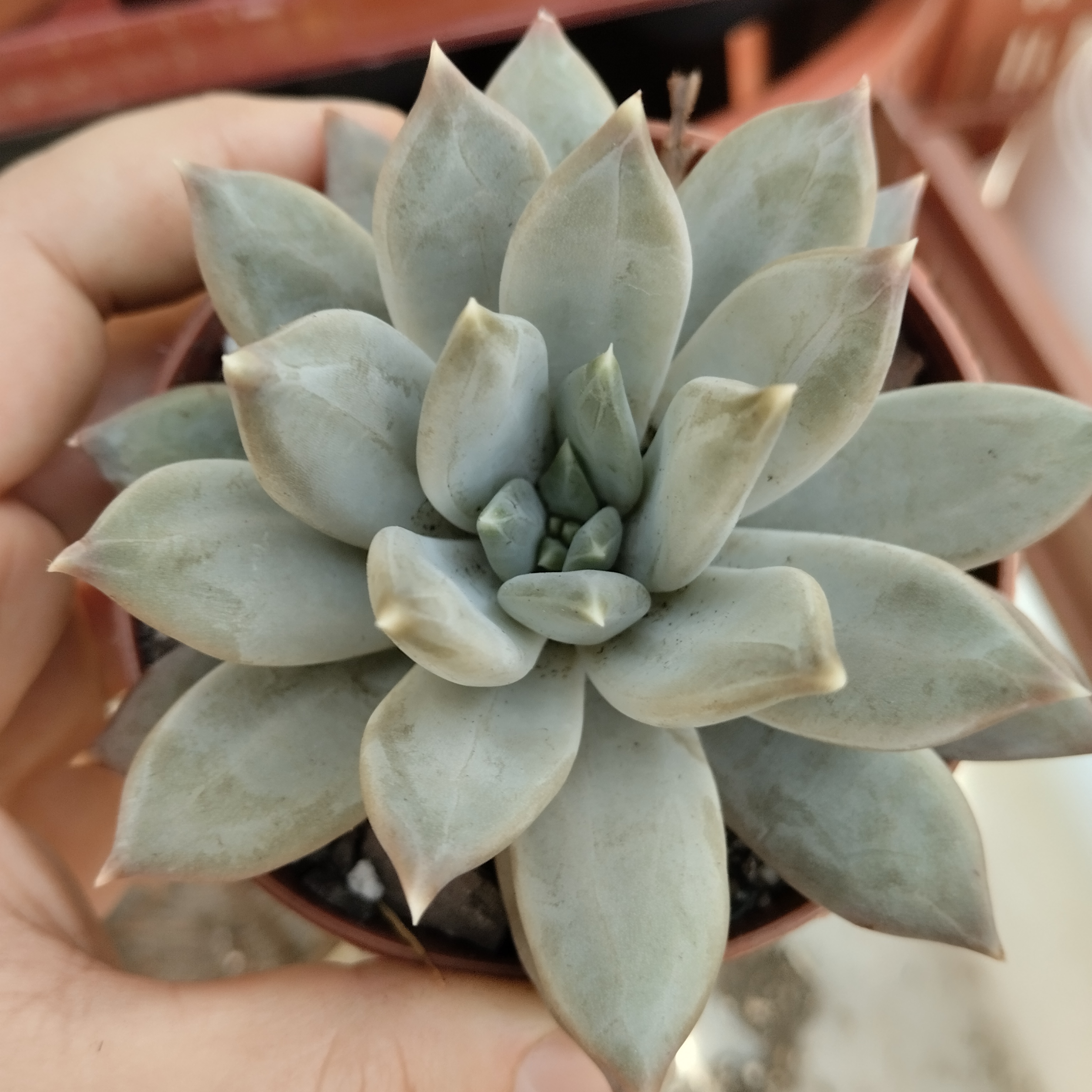 Pachyveria Compassion