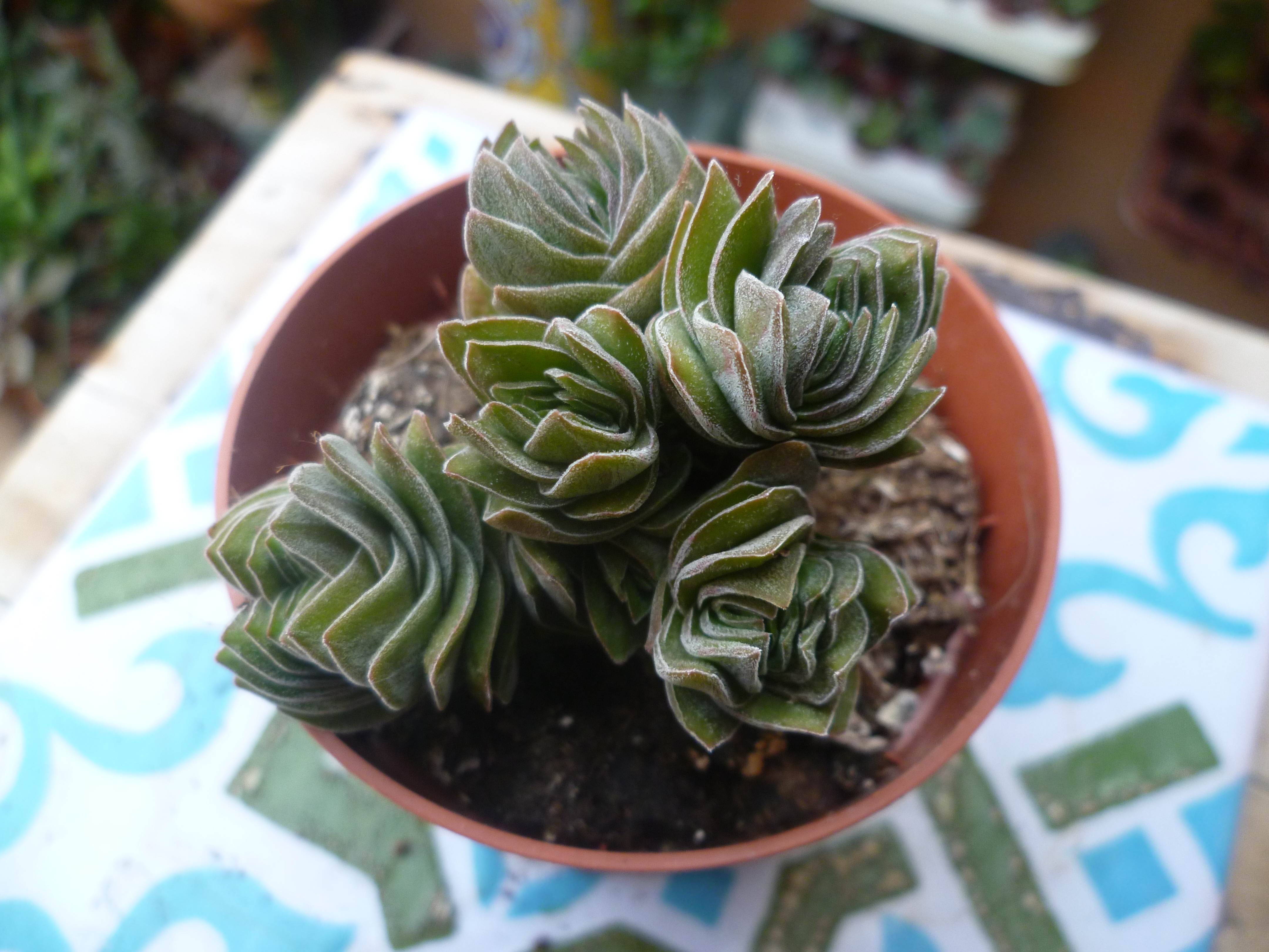 Crassula Buddha's Temple.JPG