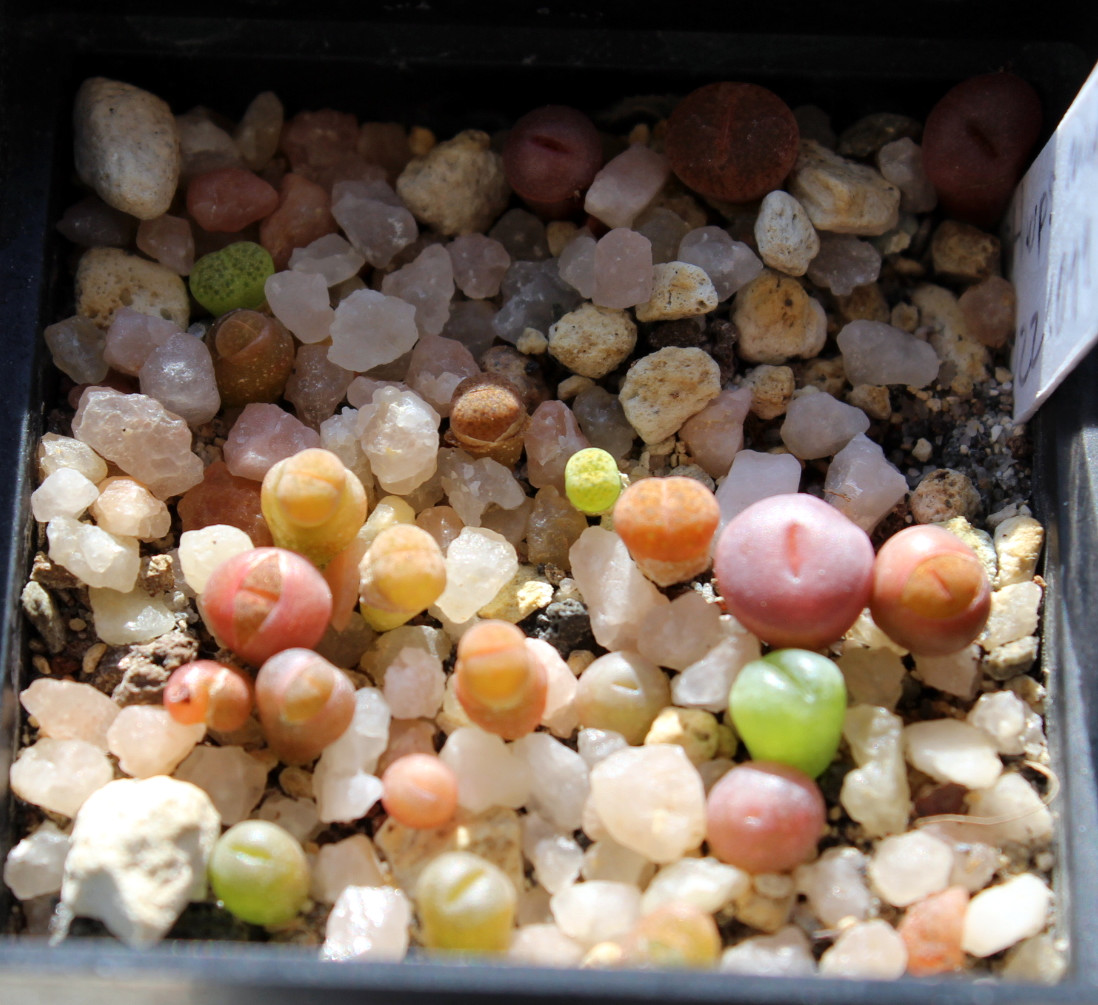 Lithops al sol