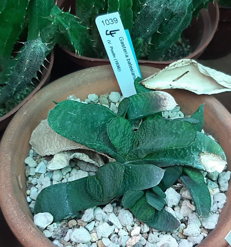 Gasteria-batesiana.jpg