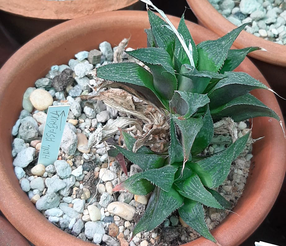 Haworthia-asperula.jpg