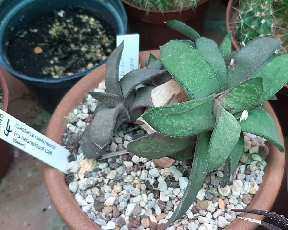 Gasteria-rawlinsonii,-Baviaanskloof.jpg