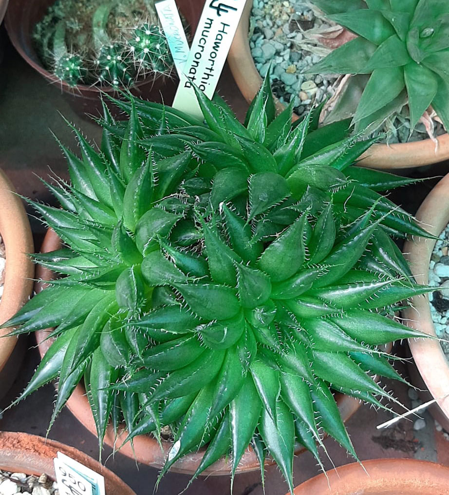 Haworthia-mucronata.jpg