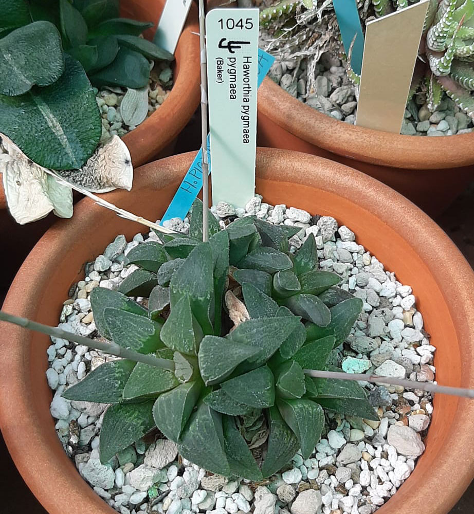 Haworthia-pygmaea.jpg