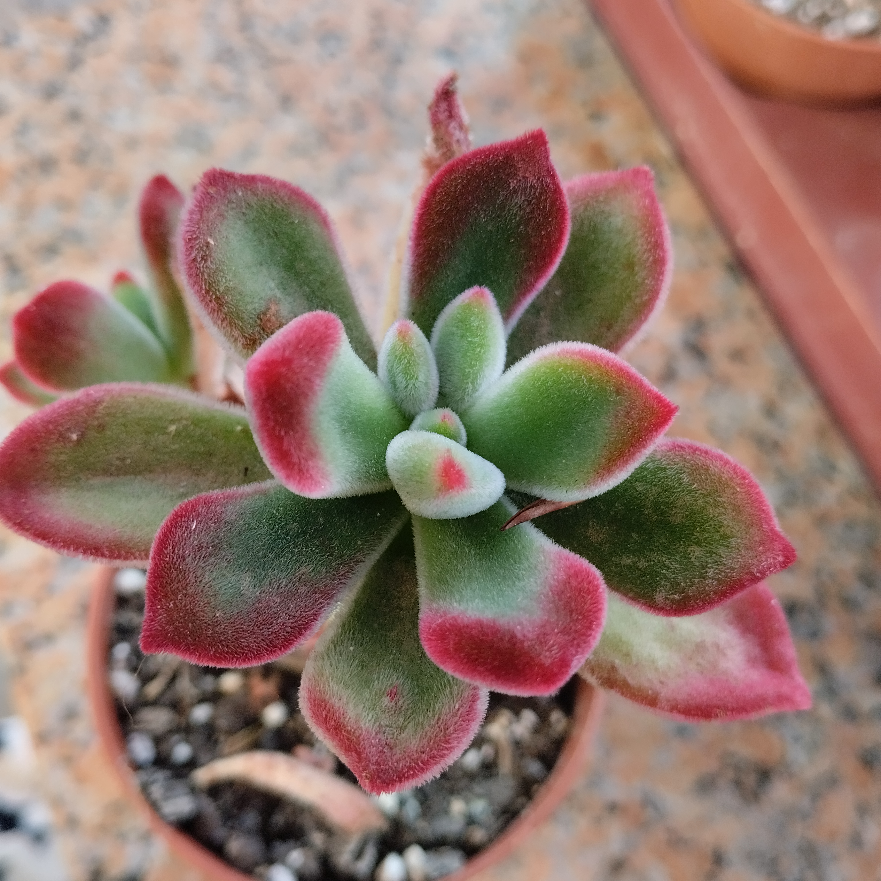 Echeveria pulvinata var pulvinata